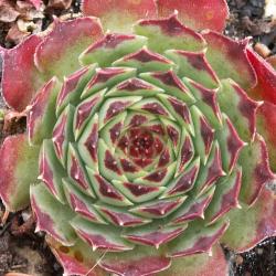 Sempervivum - Dachwurz - Hauswurz